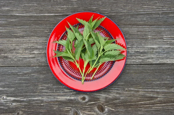 Fresh  nettle herb for healthy ecological food in red plate — Stock Photo, Image