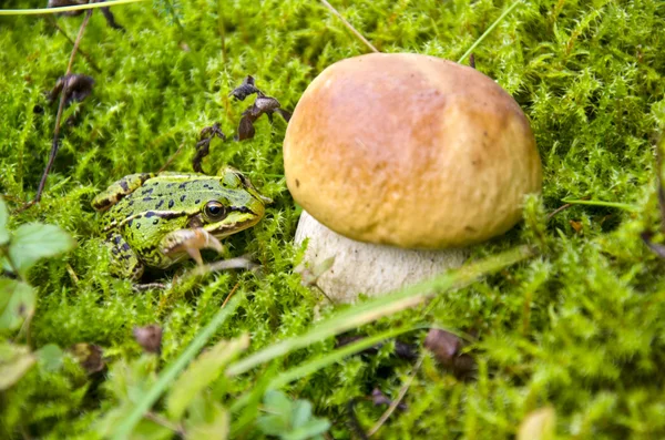 Boleto de fungos de cogumelos e rã verde em musgo — Fotografia de Stock