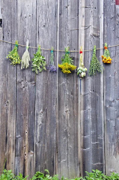 Ervas medicinais flores coleção cacho na parede de madeira velha — Fotografia de Stock