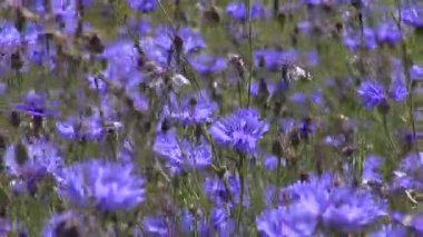 Güzel mavi vahşi Peygamber Çiçeği alan ve Rüzgar