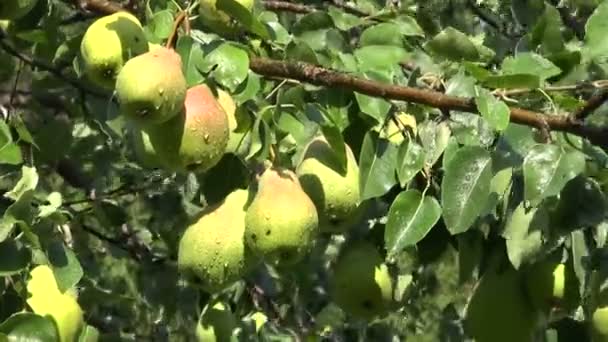 Verse peren vruchten op boom in zomertuin — Stockvideo