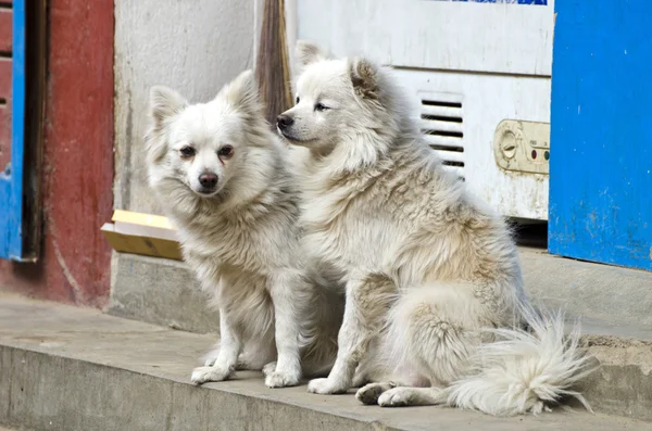 two hairy white dogs on asia city street