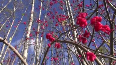 Güzel Avrupa Milli (Euonymus europaeus) kırmızı çilek sonbahar ormandaki