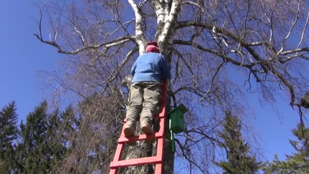 Gardener hammering new bird house nesting-box on birch tree — Stock Video
