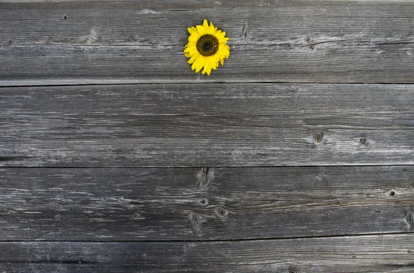 Old wooden plank background with one sunflower — Stock Photo, Image