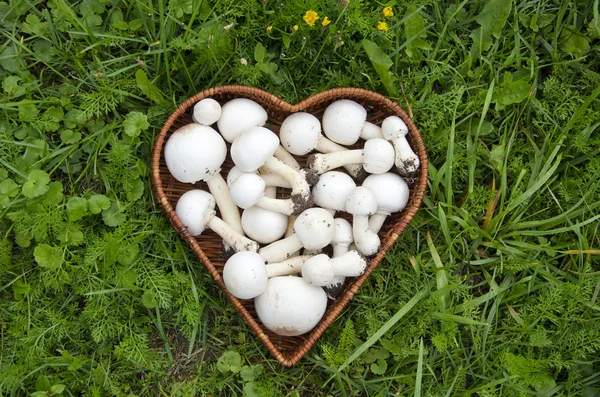 White wild  mushrooms champignons in basket on grass — Stock Photo, Image