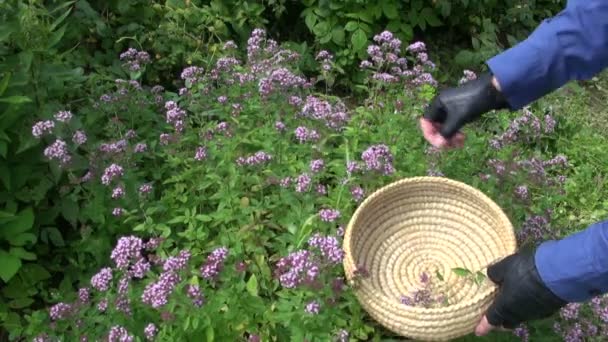 Jardinero agricultor cosechando mejorana silvestre orégano flores medicinales en el jardín — Vídeo de stock