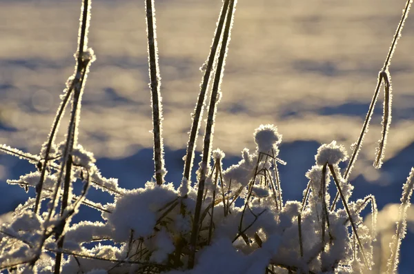 Mooie winter hoarsfrost op planten en zonsopgang zonlicht — Stockfoto