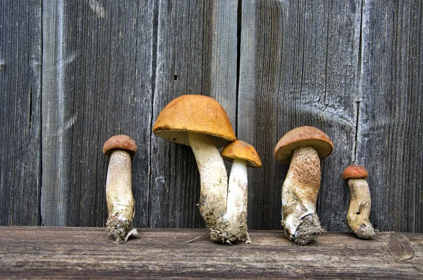 Cogumelos de boleto de gorro laranja — Fotografia de Stock