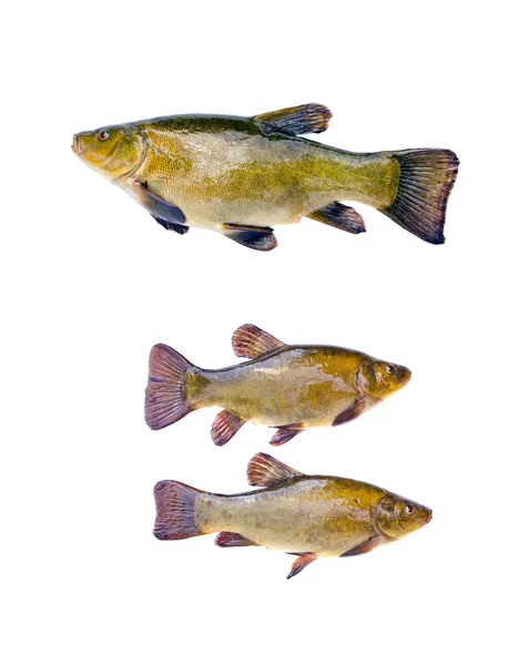 Tre grandi tinche di pesce isolate su fondo bianco — Foto Stock