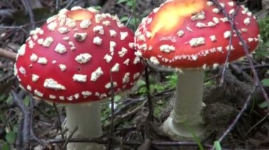 Sinek agaric (Sinek mantarı) Mantar ormandaki