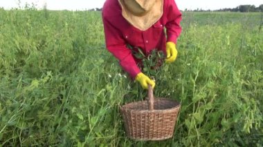Eski hasır sepet içinde olgunlaşmış taze yeşil bezelye hasadı çiftçi
