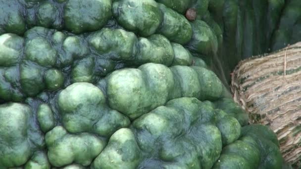 Hortalizas grandes de calabaza verde en el jardín rural de otoño — Vídeo de stock