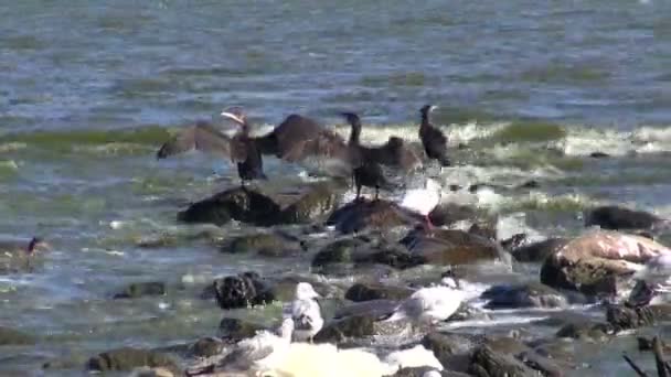 Aves cormoranes y gaviotas en la costa del mar — Vídeo de stock
