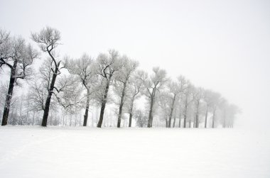 Kış manzarası ile eski yol ağaç sokak ve sis