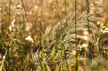 Yaz sabah nemli çim arka plan bulanıklık
