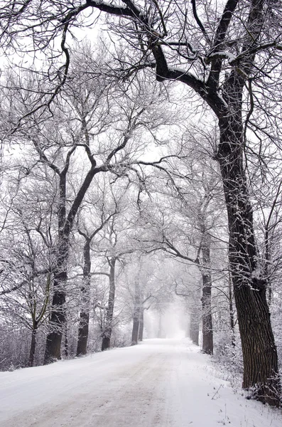 Camino de invierno rural vacío con callejón de árboles y niebla —  Fotos de Stock