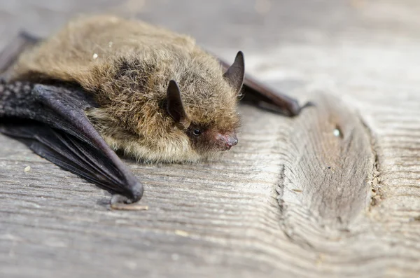 Летучая мышь Nathusius pipistrelle (Pipistrellus nathusii ) — стоковое фото