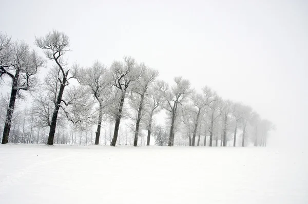 Winter landscape with old road tree alley and mist — Stock Photo, Image