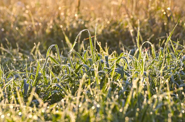 水滴が溜まる夏終わり草原草背景をぼかし — ストック写真