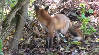 güzel vahşi Kızıl (vulpes vulpes) sonbahar ormanda tilki