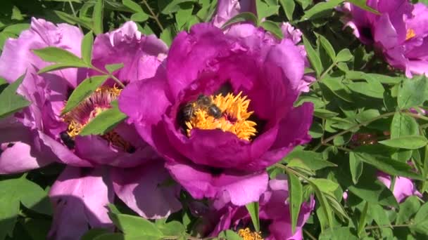 Пионерский цветок в саду и летняя пчела — стоковое видео