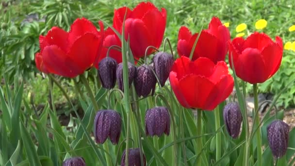 Schöne Frühlingsblumen im Bauernhof — Stockvideo