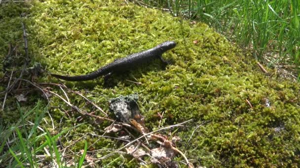 大冠毛蝾螈 (Triturus cristatus) 在春天的绿色青苔 — 图库视频影像