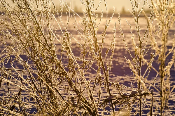 Hoarsfrost όμορφο χειμώνα για τις εγκαταστάσεις και την Ανατολή του ηλίου φως του ήλιου — Φωτογραφία Αρχείου