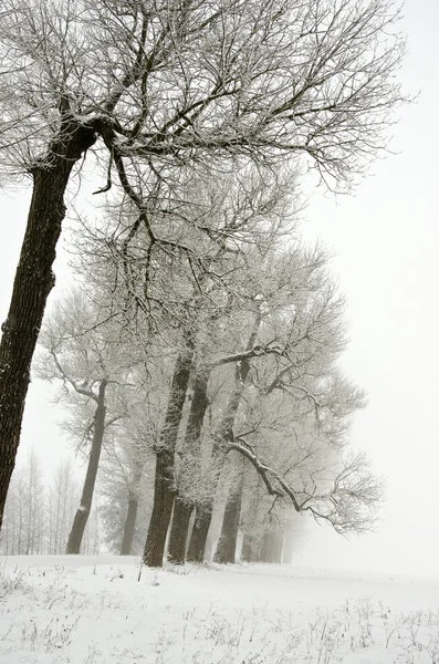 Winter landscape with old road tree alley and fog — Stock Photo, Image