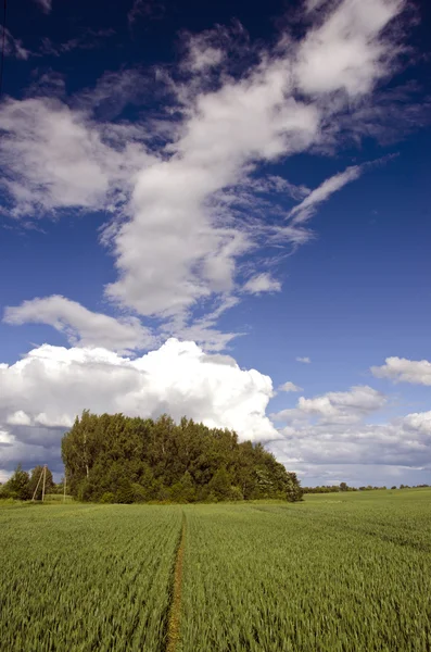 Grüne Weizenfelder und blauer Himmel Frühlingslandschaft — Stockfoto