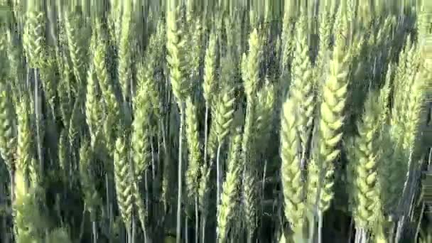 Passeggiate nel campo di grano della fattoria estiva — Video Stock