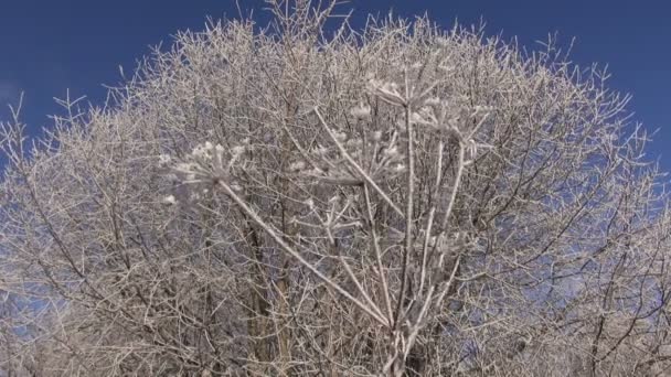 Natal de inverno bonito tempo de ano novo geada rime em plantas — Vídeo de Stock