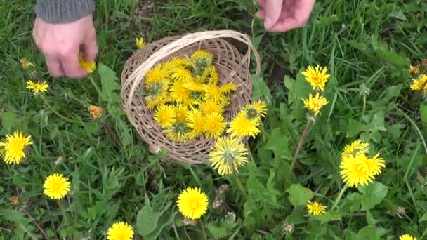 Pick harvesting  spring dandelion flower for healthy food — Stock Video