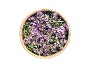 kekik vahşi mercanköşk (Origanum vulgare) tıbbi çiçek sepeti
