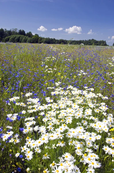 Sommerlandschaft mit schönen Wildblumen — Stockfoto