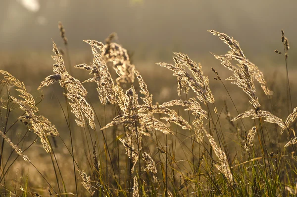 Herbst Morgen Gras verschwimmen Hintergrund und Sonnenaufgangslicht — Stockfoto