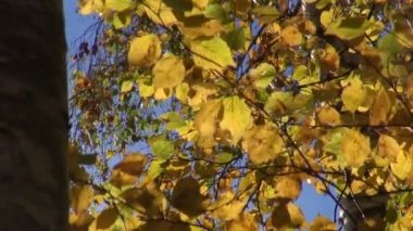 sonbahar güneş ışığı ve altın huş ağacı orman