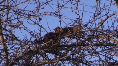 Treetop dalları bahar elma iki kedi ağaç