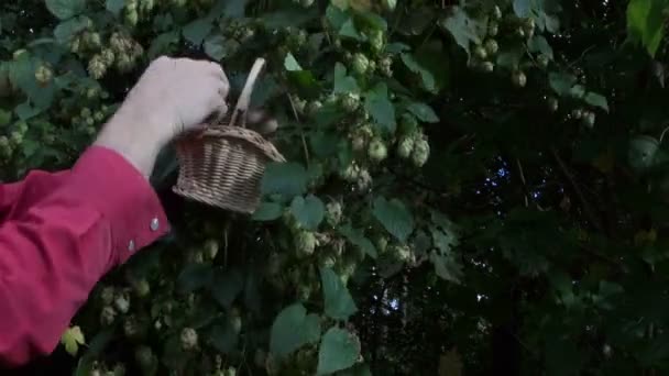 Садівник збирає конуси хмелю в саду — стокове відео