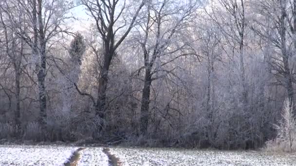 Kış manzarası ve hoarfrost kırağı — Stok video