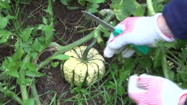 Gardener  harvesting decorative pumpkin — Stock Video