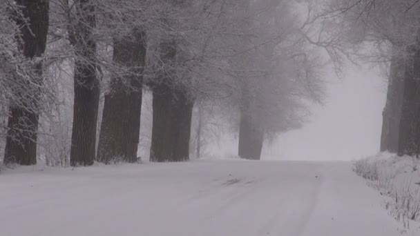 Zimní zasněžené cesta s alej starých stromů a magické mlhy — Stock video