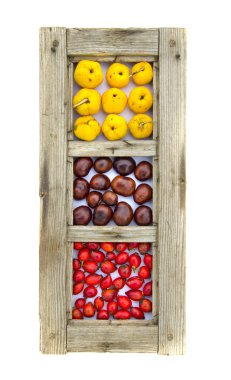 sağlıklı meyve ve conkers izole eski ahşap pencere çerçevesindeki