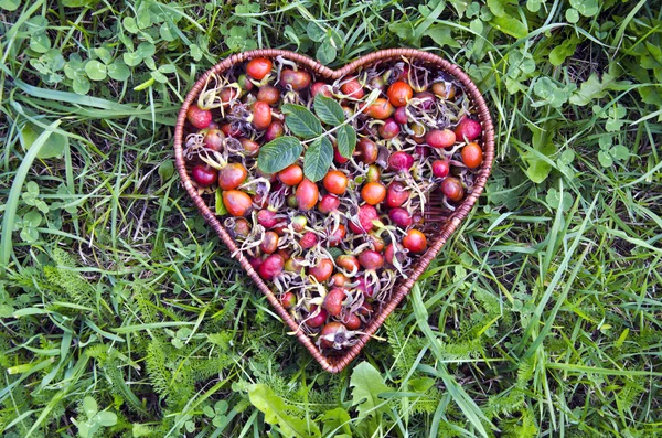 Fresh summer rose hips in heart form wicker basket — Stock Photo, Image