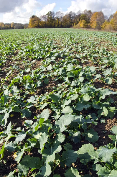 Groene verkrachting koolzaad planten landbouw veld in de herfst — Stockfoto
