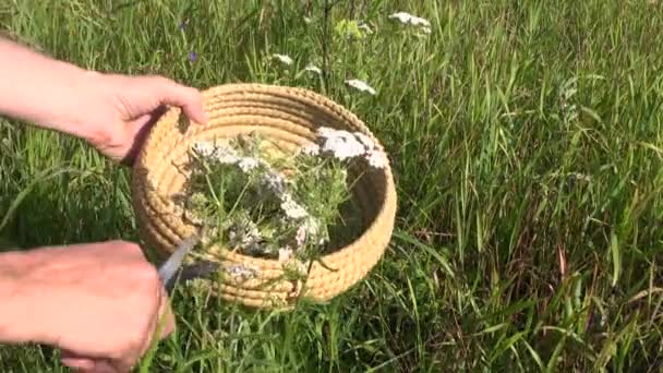 Colheita herbalista flor médica selvagem Achilea yarrow comum — Vídeo de Stock