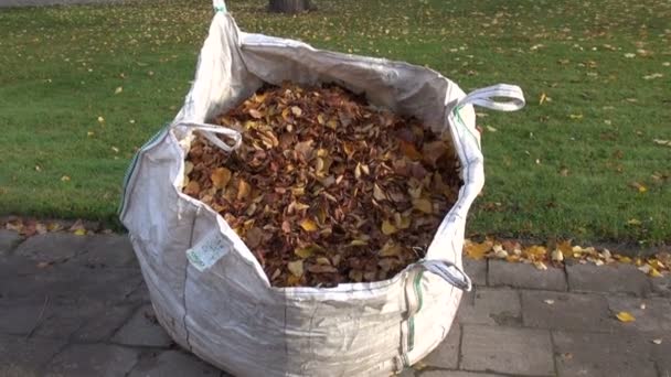 Großer Plastiksack mit getrockneten Herbstblättern im Park — Stockvideo