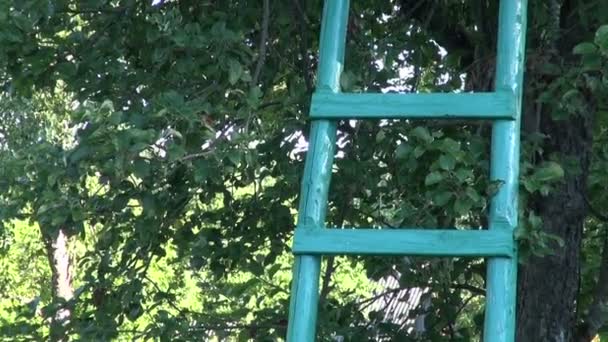 Летний сад с ульями и старой деревянной лестницей на дереве — стоковое видео