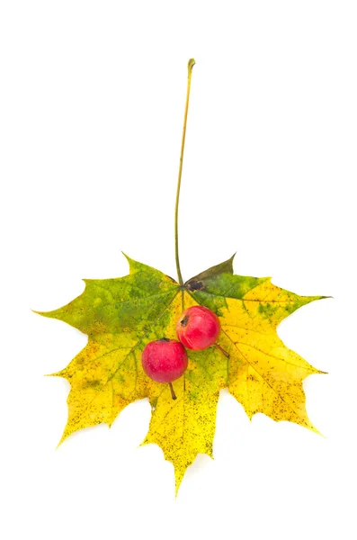 Hoja de arce de otoño y dos manzanas pequeñas rojas aisladas — Foto de Stock